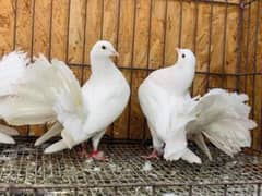 lucky pigeon breeder pair