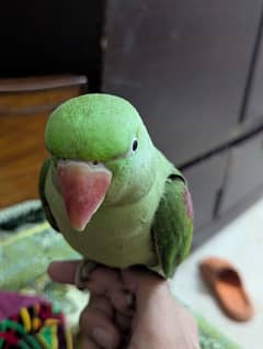 raw parrot