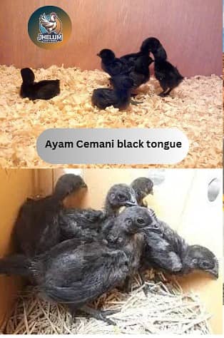 australorp | Jersey giant | Ayam Cemani black tongue | chicks 1