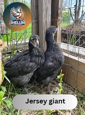 australorp | Jersey giant | Ayam Cemani black tongue | Heritage chick 1