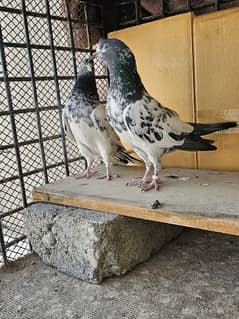 Pigeon for Sale