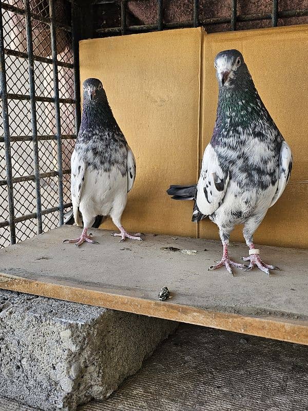 Pigeon for Sale 1