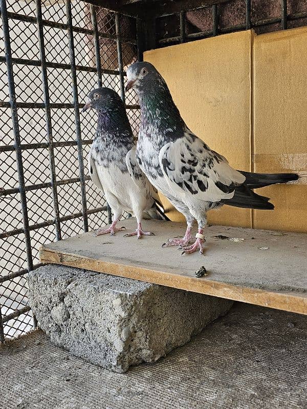 Pigeon for Sale 2