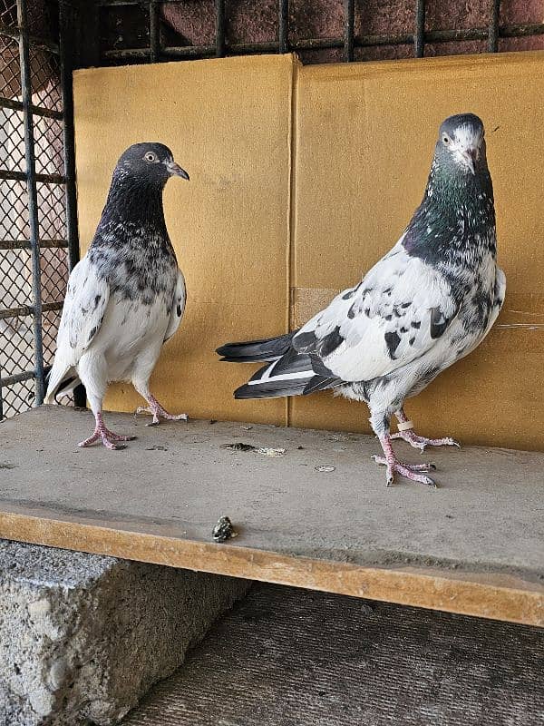 Pigeon for Sale 3