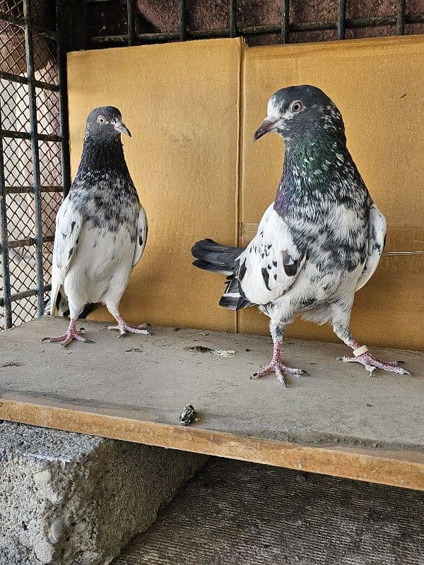 Pigeon for Sale 4