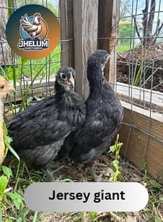 australorp