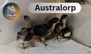 australorp | Jersey giant | Ayam Cemani black tongue | Heritage chicks 2