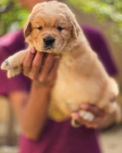 Golden Retriever Pedigree Puppies