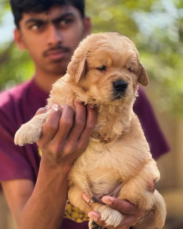 Golden Retriever Pedigree Puppies 1