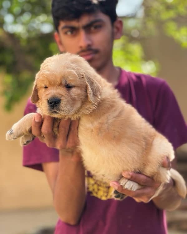 Golden Retriever Pedigree Puppies 2