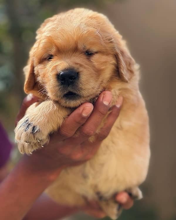 Golden Retriever Pedigree Puppies 3