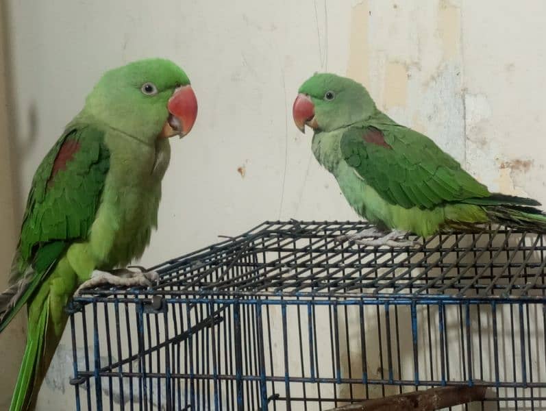 RAW PARROTS FOR SALE URGENT 0