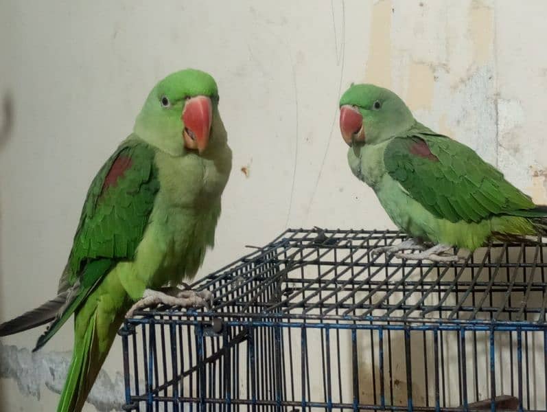 RAW PARROTS FOR SALE URGENT 1