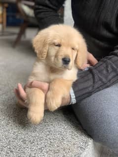 Golden Retriever