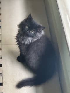 Persian male kitten