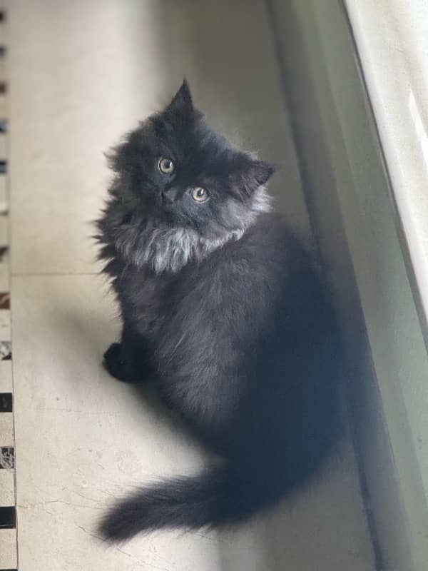 Persian male kitten 0