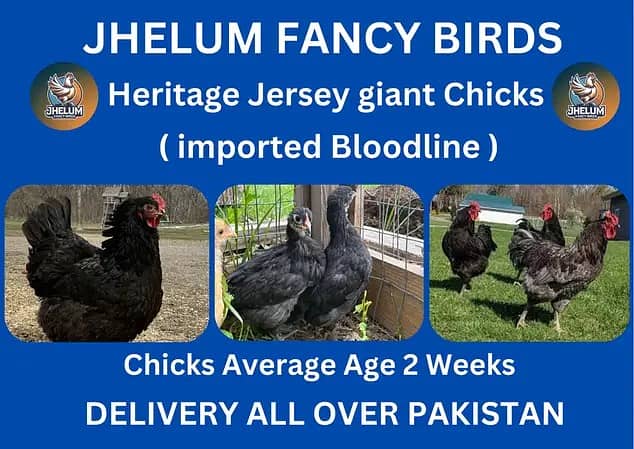 Jersey giant | Ayam Cemani black tongue |blue australorp | read ad 0