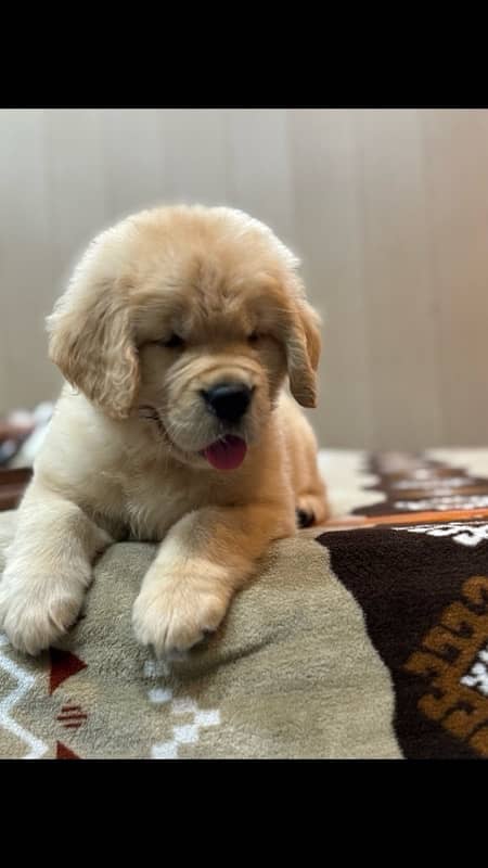 Pedigreed Golden Retriever 1