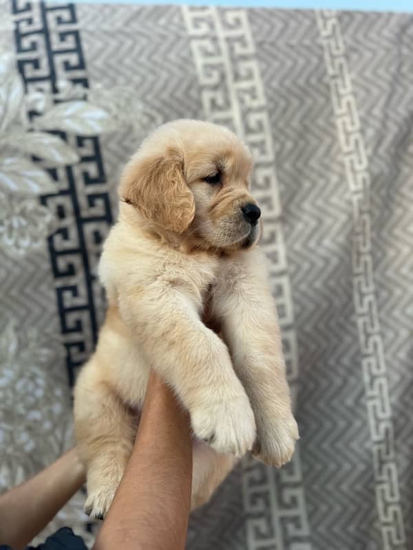 Pedigreed Golden Retriever 3