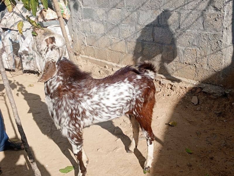 Male Bakra 0