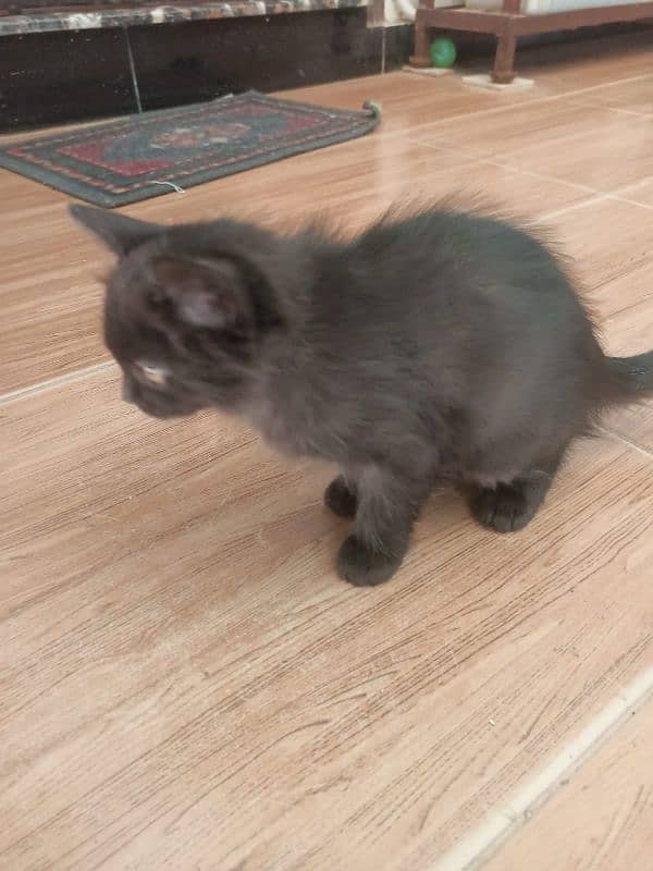 Crossed Persian kitten age 2 Months 6