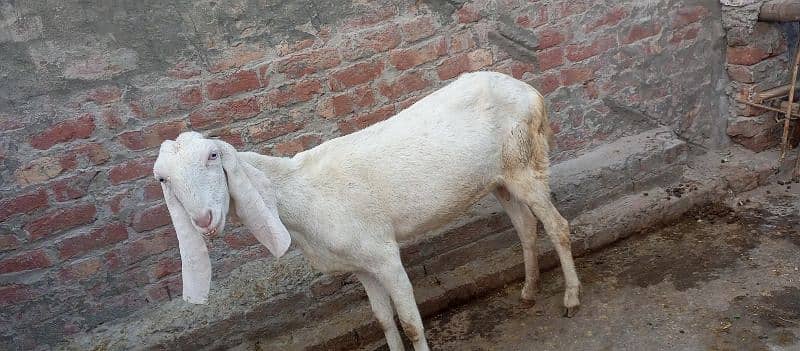 black bakri sath soda bi ho jay ga 0