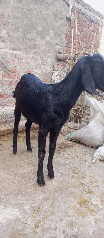 black bakri sath soda bi ho jay ga 1