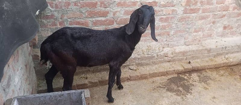 black bakri sath soda bi ho jay ga 2