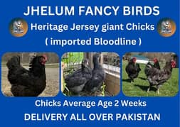 Jersey giant |Ayam Cemani black tongue | australorp chicks | read ad