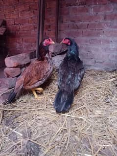 2 aseel breeder female