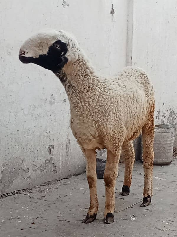 mundri female 3 month confirm gaban for sale 1