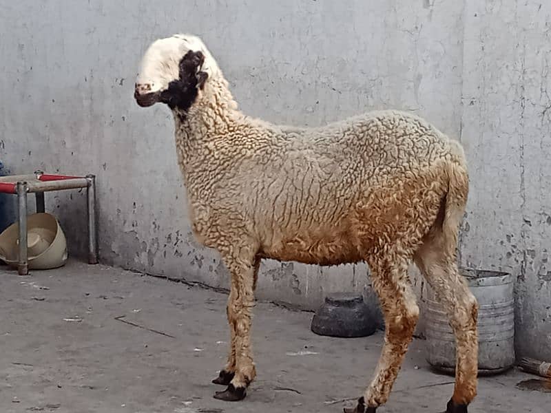 mundri female 3 month confirm gaban for sale 2