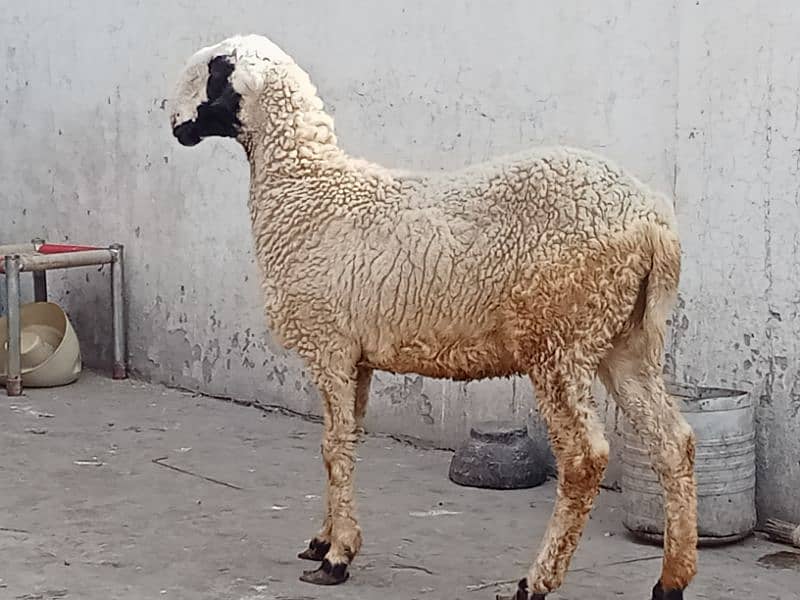 mundri female 3 month confirm gaban for sale 3