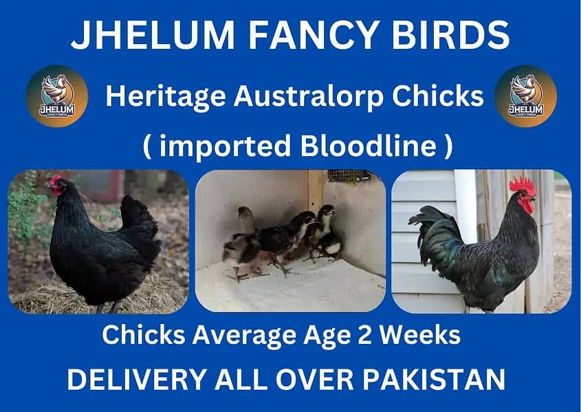 Jersey giant chicks  | Ayam Cemani black tongue |australorp | read ad 1