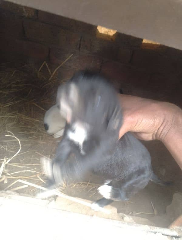 pointer puppies available less ho jay gi 1