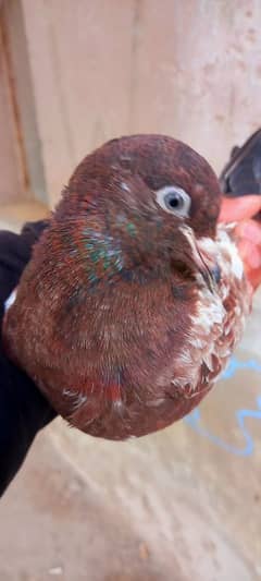 pure Indian kabootar Indian baby pigeon