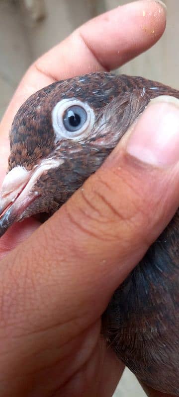 pure Indian kabootar Indian baby pigeon 1