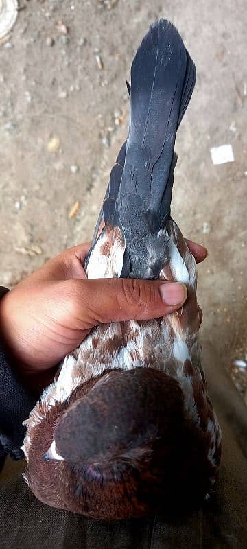 pure Indian kabootar Indian baby pigeon 2