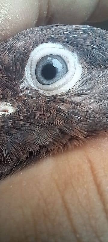 pure Indian kabootar Indian baby pigeon 3