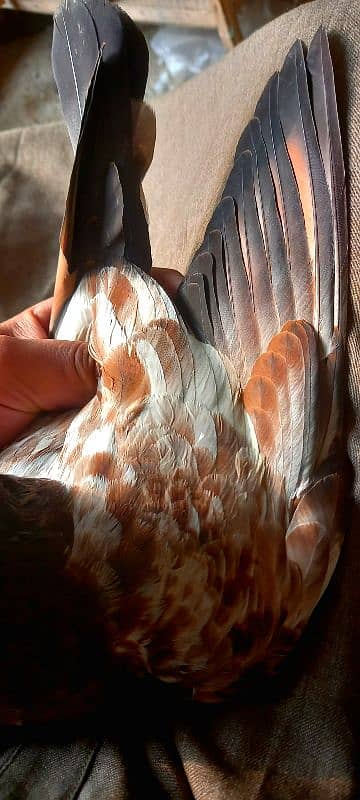 pure Indian kabootar Indian baby pigeon 4