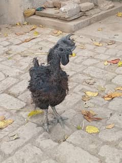 ayam cemani available for sale