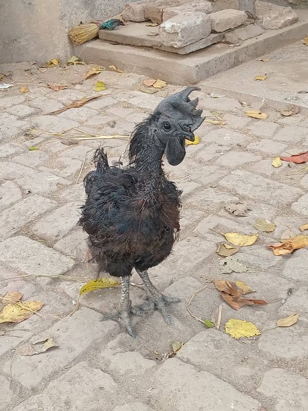 ayam cemani available for sale 1