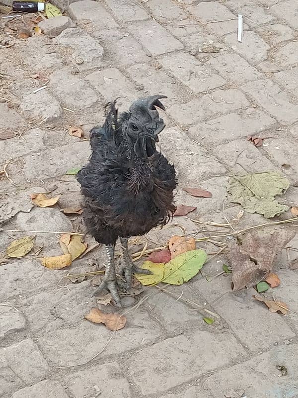 ayam cemani available for sale 2