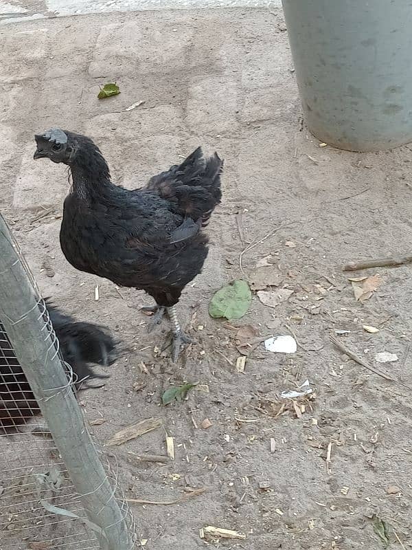 ayam cemani available for sale 3