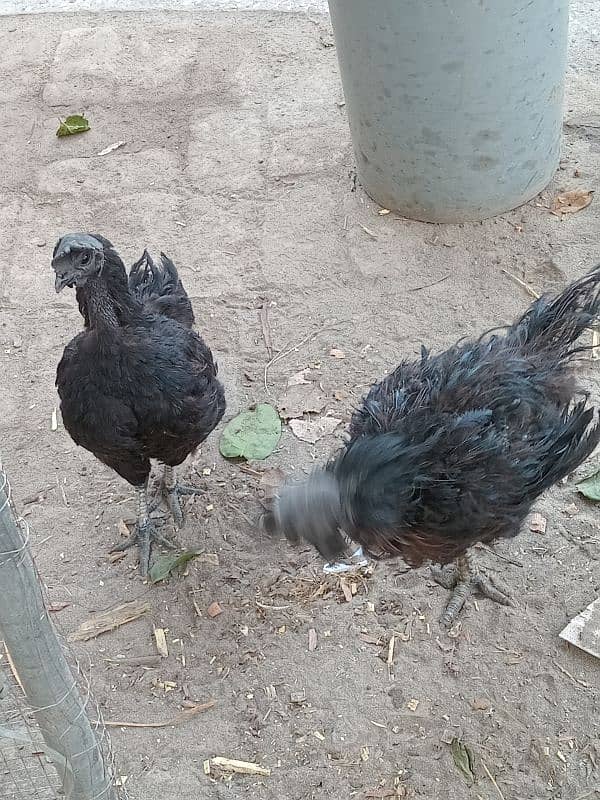 ayam cemani available for sale 4