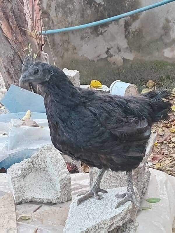 ayam cemani available for sale 5