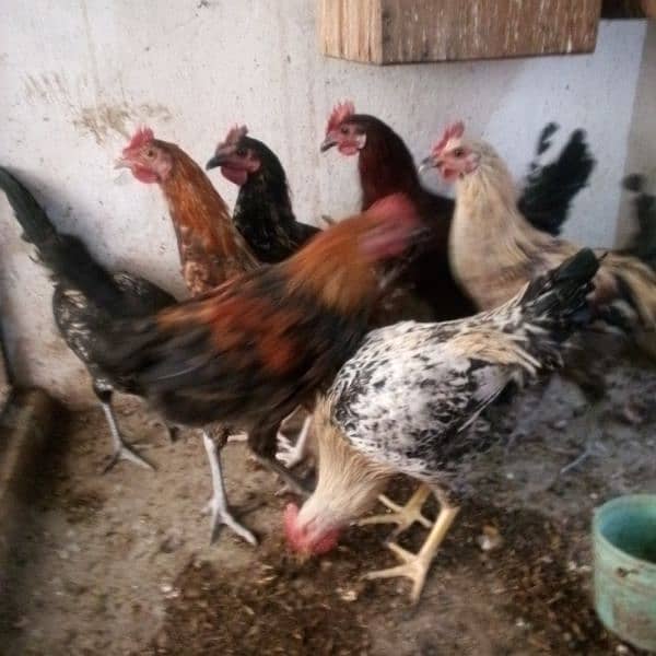 golden misri gher k palay hoyay murghay for sale 1