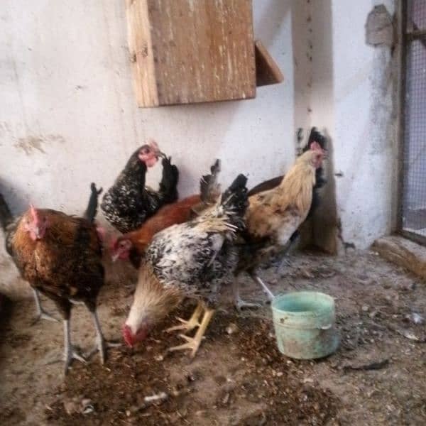 golden misri gher k palay hoyay murghay for sale 2