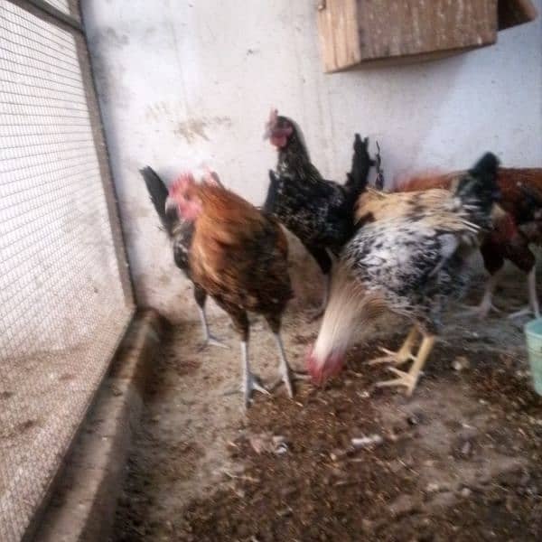 golden misri gher k palay hoyay murghay for sale 3