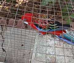 Red Rosella male for sale